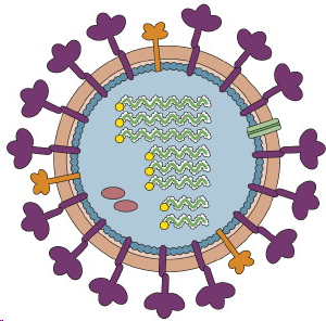 A Virus: a capsule or membrane surrounding the genetic material - RNA or DNA
